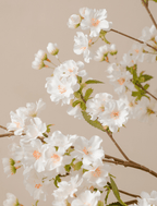 White Cherry Blossom