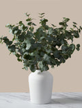 Green Cinerea Eucalyptus