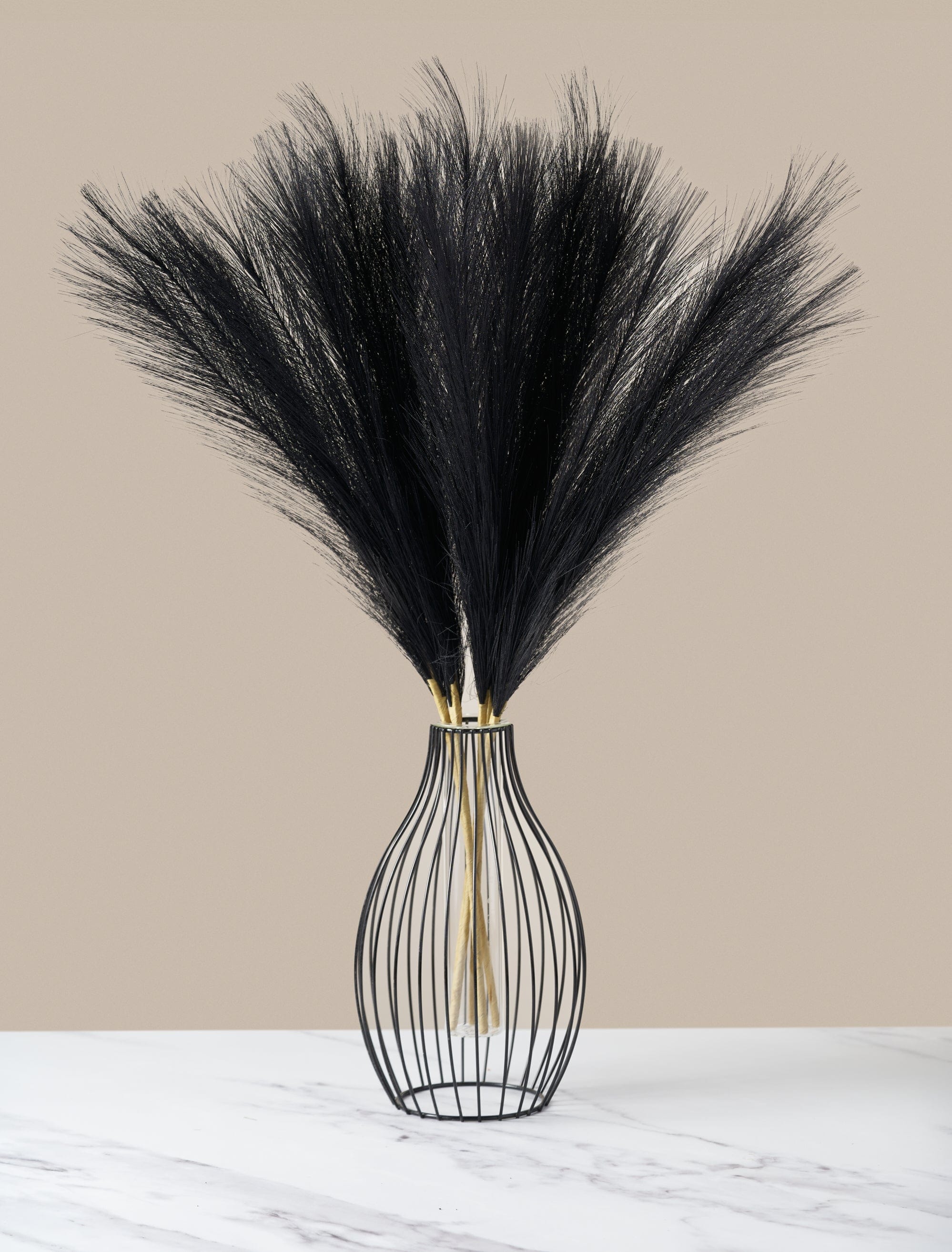 Black Pampas Grass