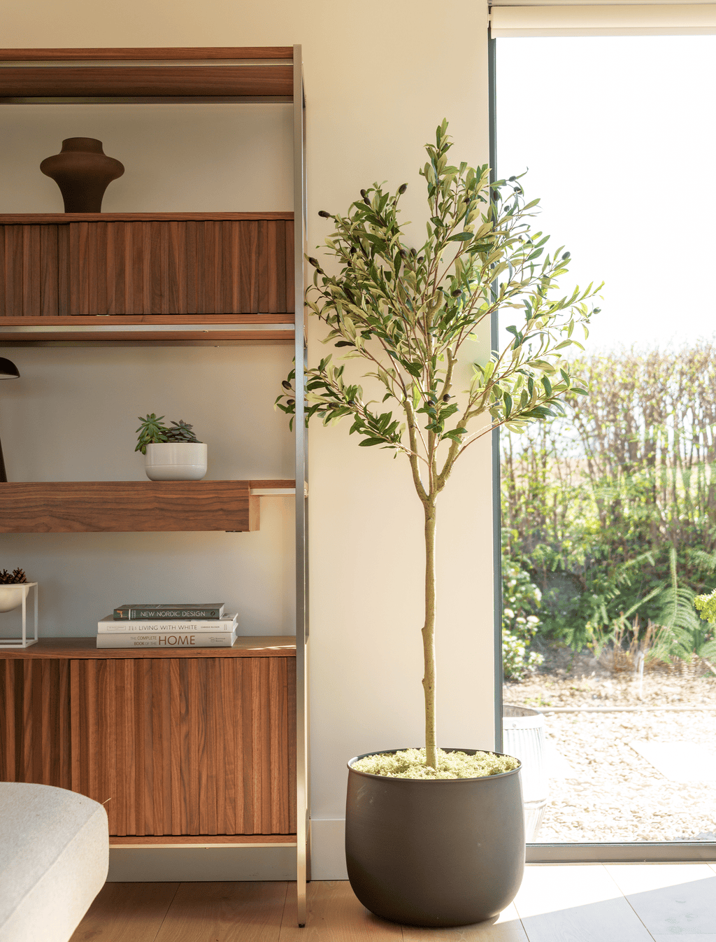 Olive Tree