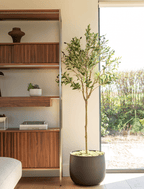 Olive Tree