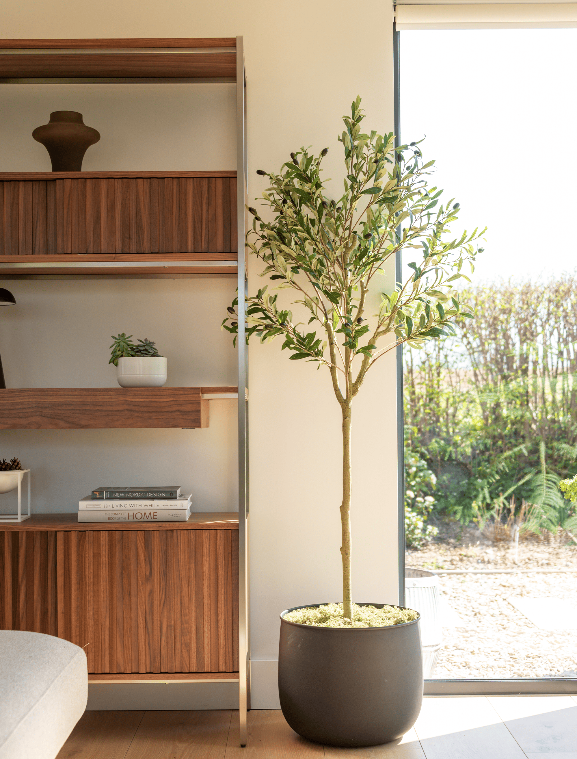 Olive Tree