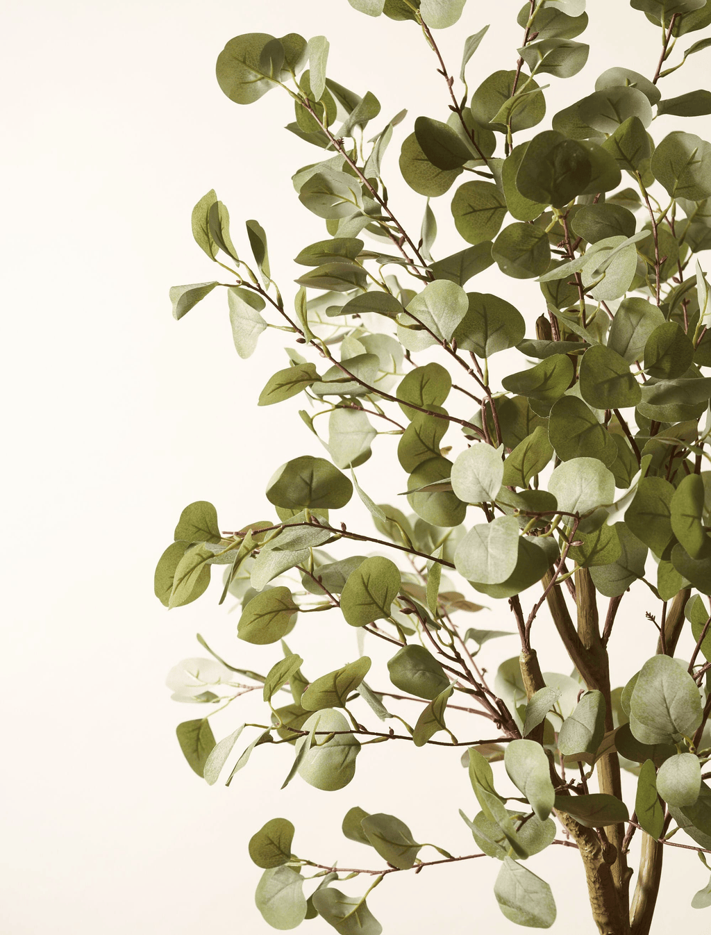 Eucalyptus Tree