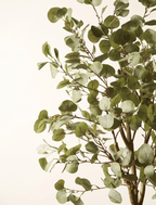 Eucalyptus Tree