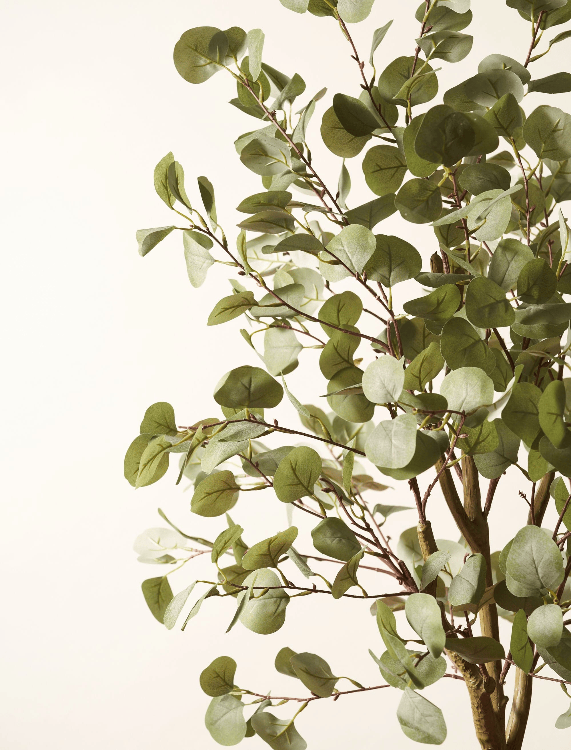 Eucalyptus Tree