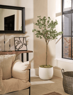 Eucalyptus Tree