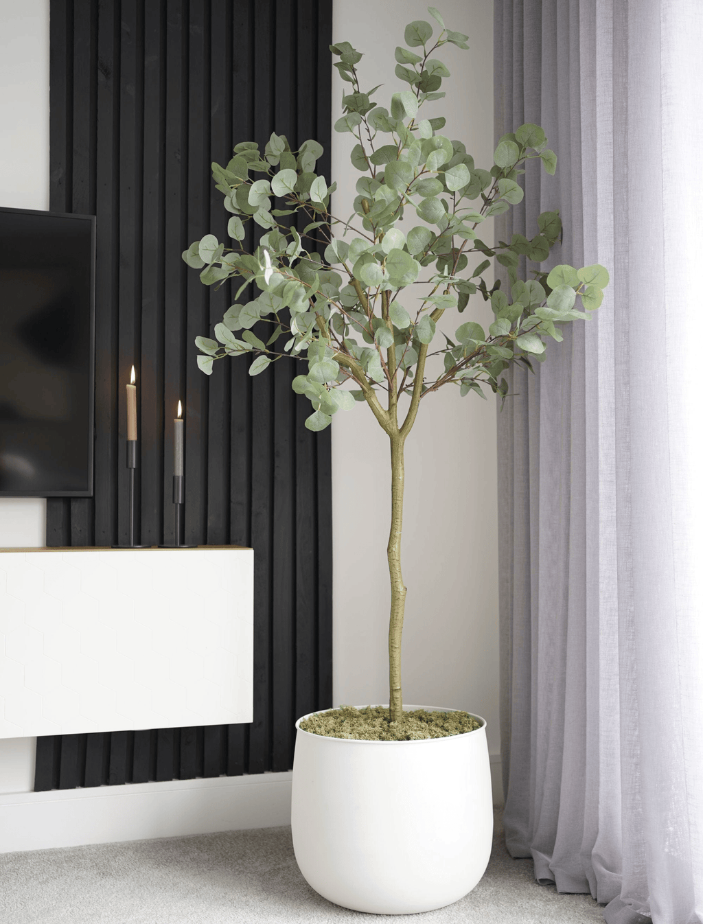 Eucalyptus Tree