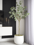 Eucalyptus Tree