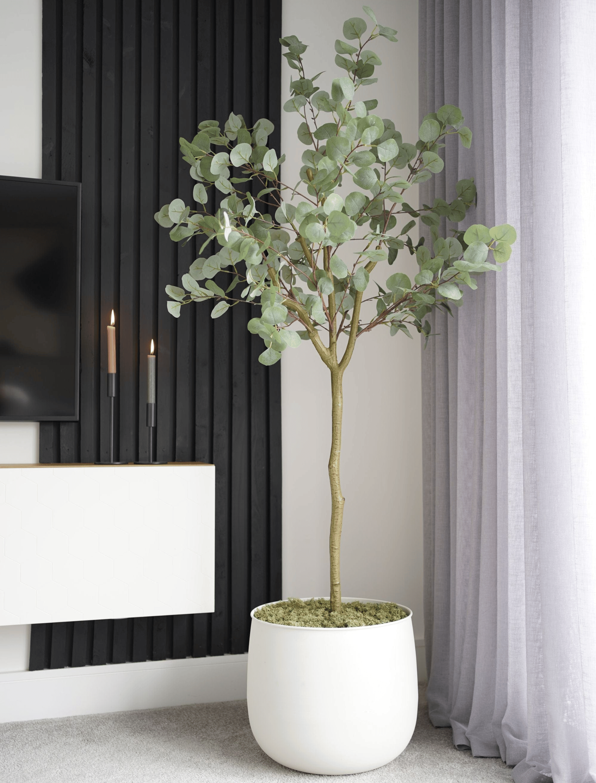 Eucalyptus Tree