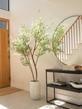 Ficus Anastasia Tree