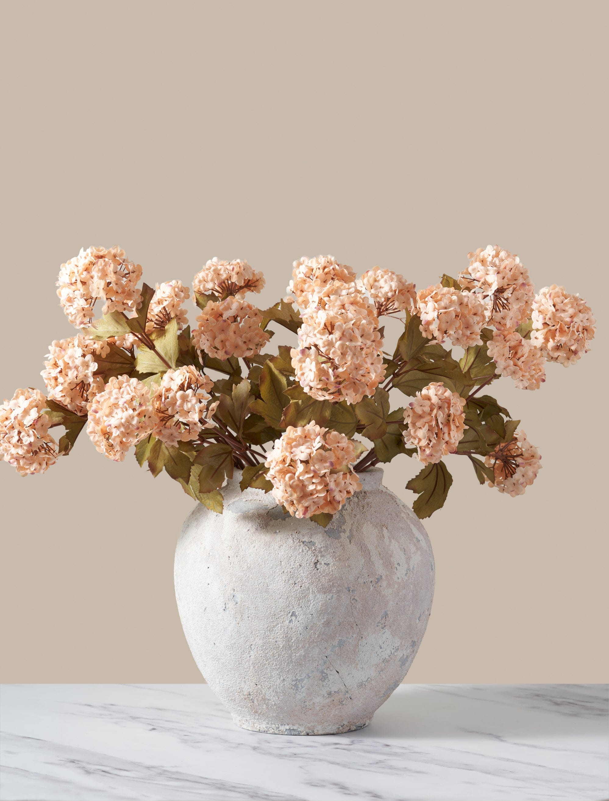 Apricot Viburnum Flower