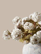 White Viburnum Flower