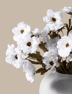 White Moutan Peony