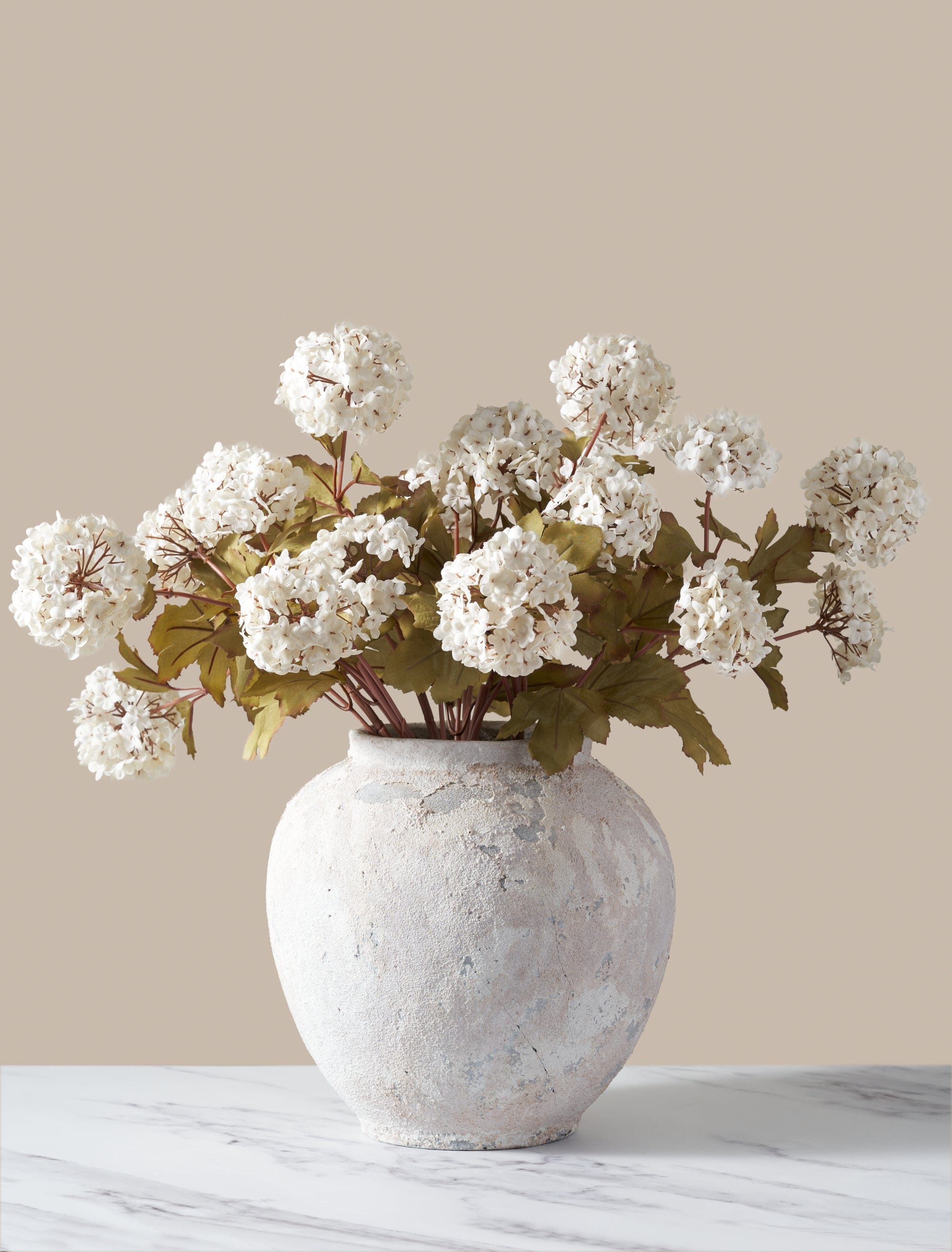 White Viburnum Flower