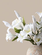 White Lily