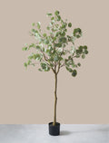 Eucalyptus Tree