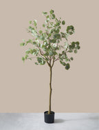 Eucalyptus Tree