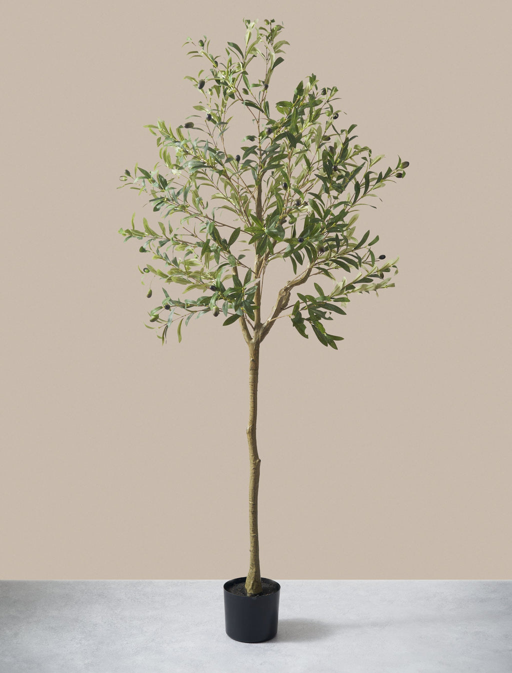 Olive Tree