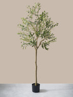 Olive Tree