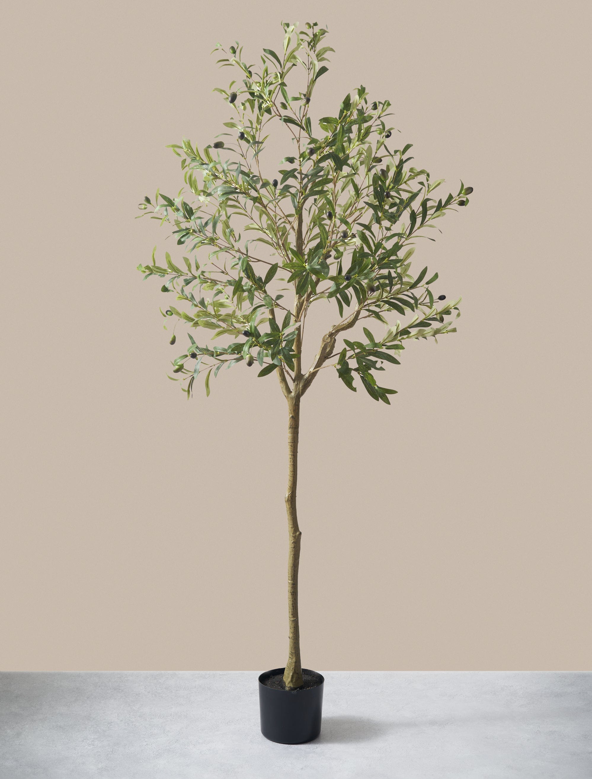 Olive Tree