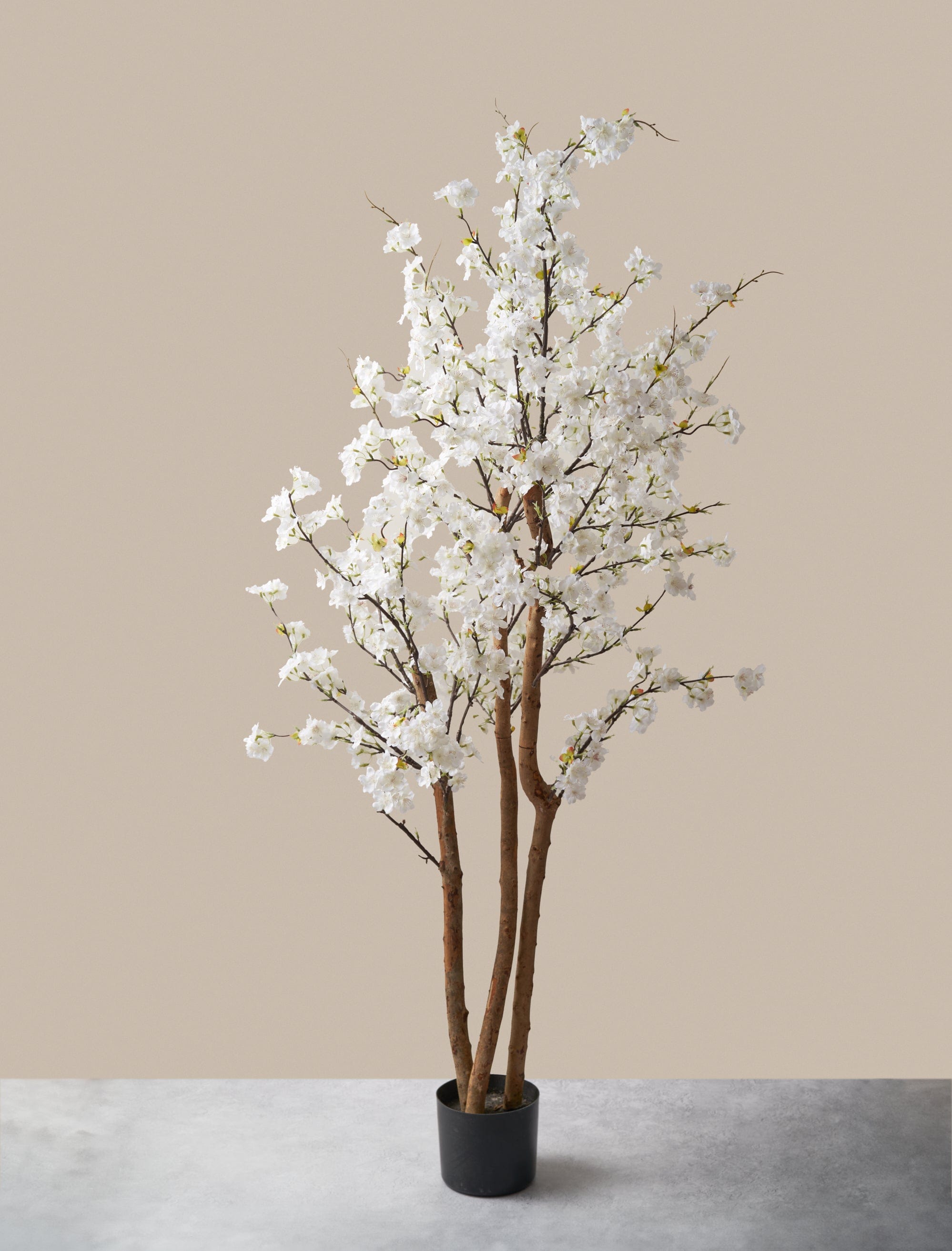 Blossom Tree