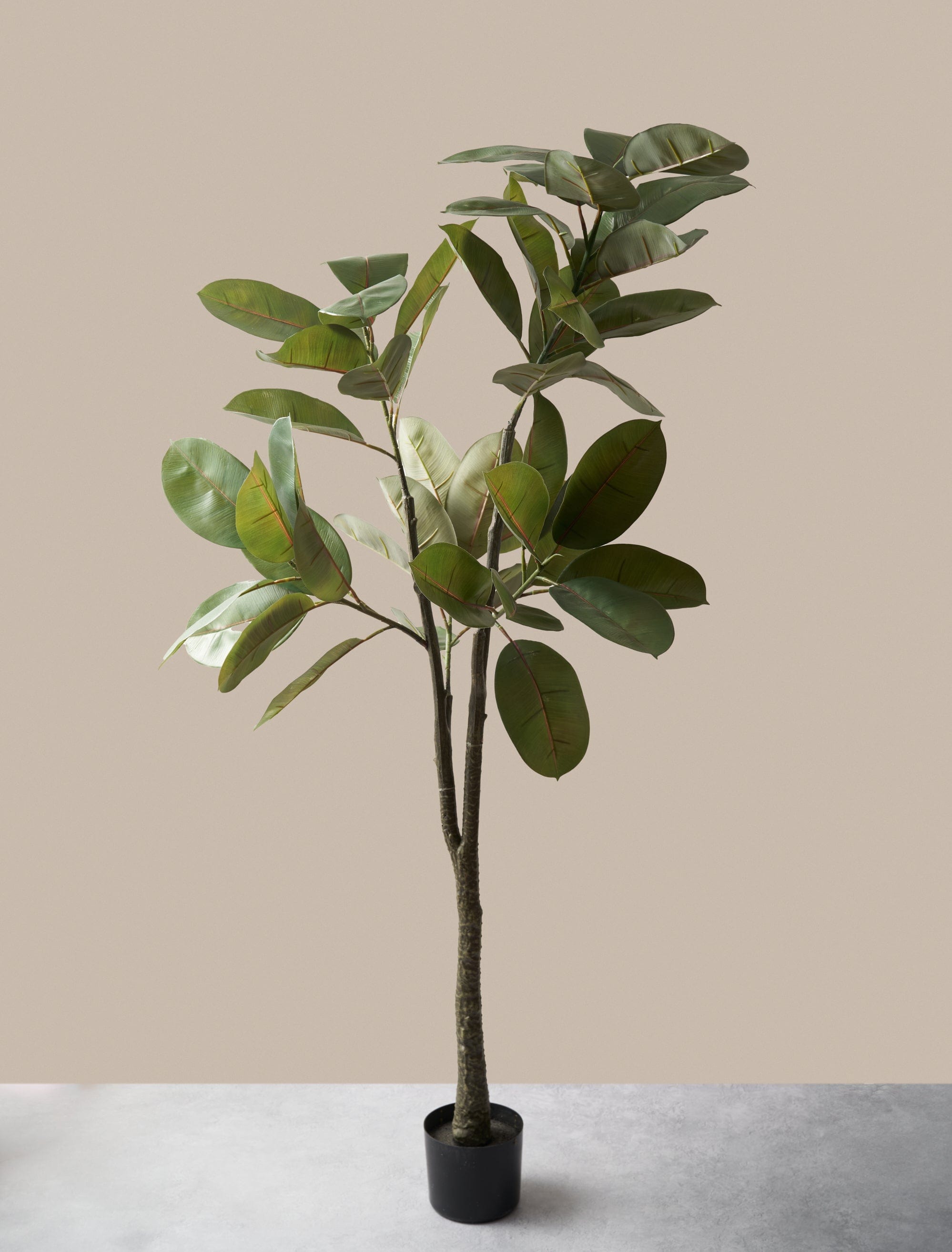 Ficus Elastica Tree