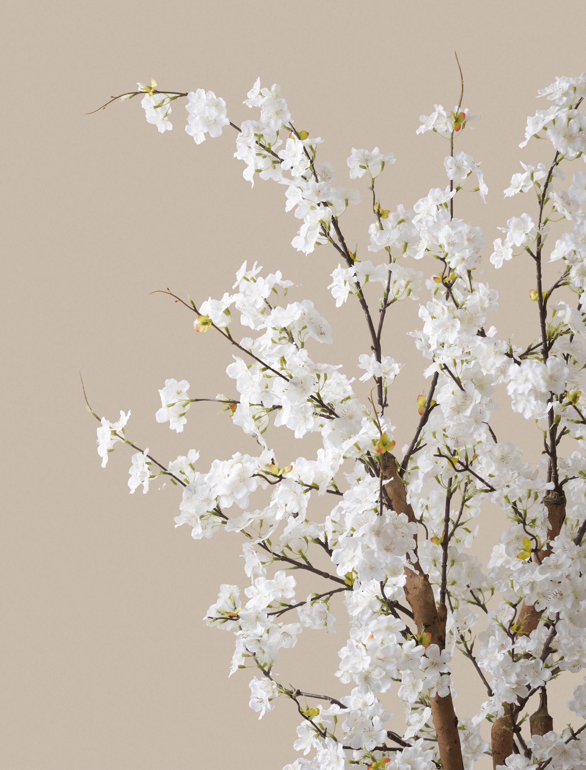 Blossom Tree
