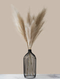 Cream Pampas Grass