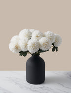 White Kiku