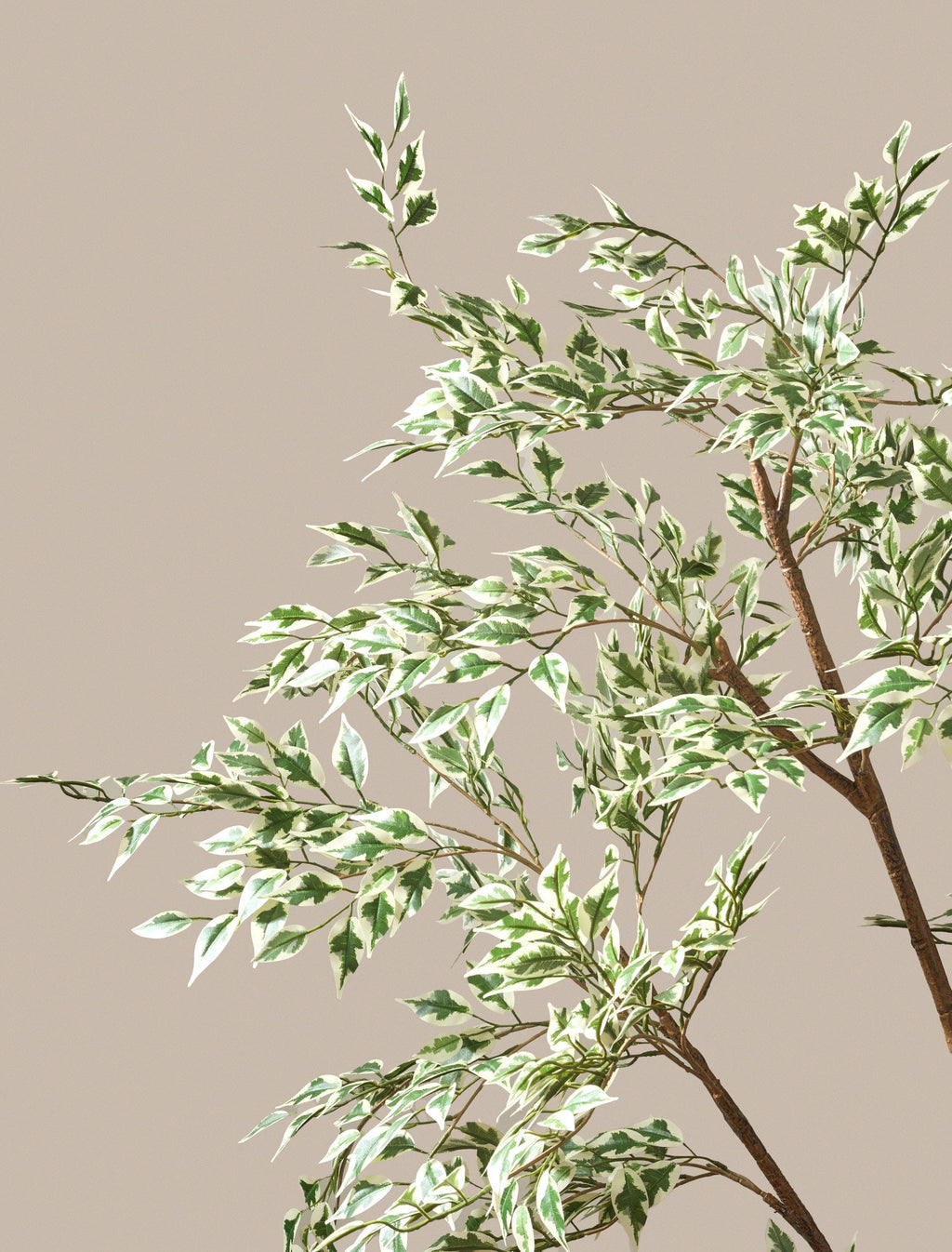 Ficus Anastasia Tree