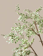Ficus Anastasia Tree