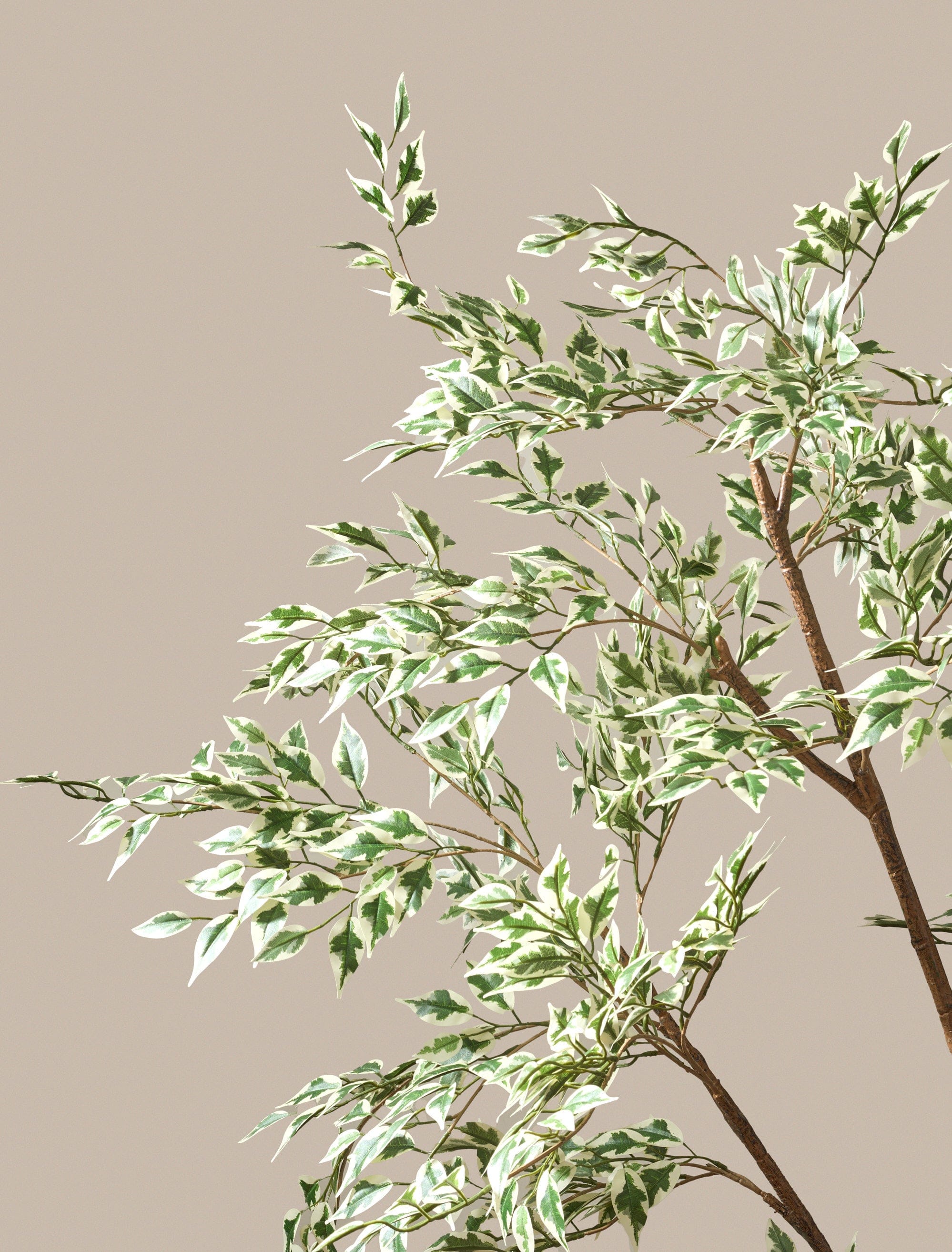 Ficus Anastasia Tree