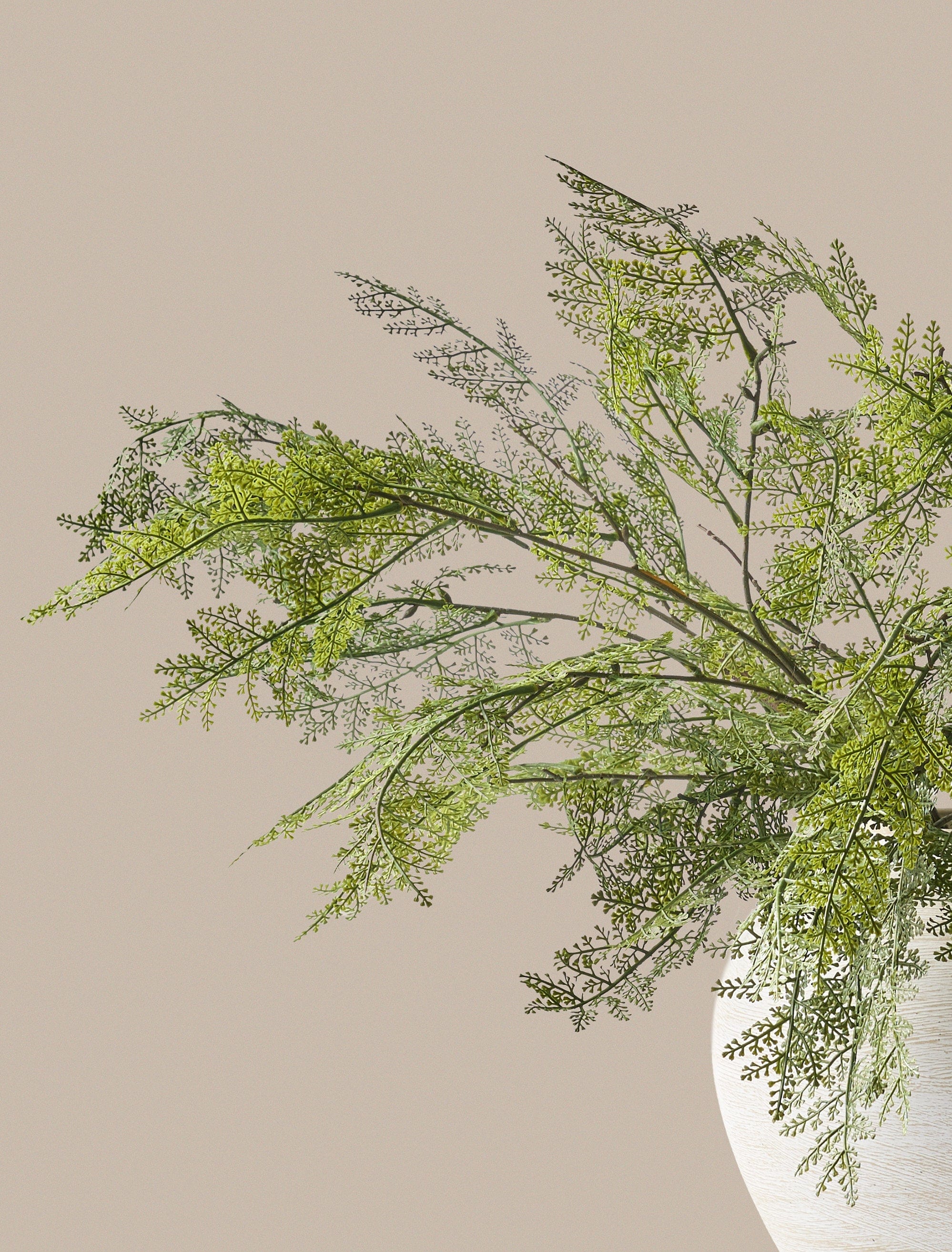 Winter Fern