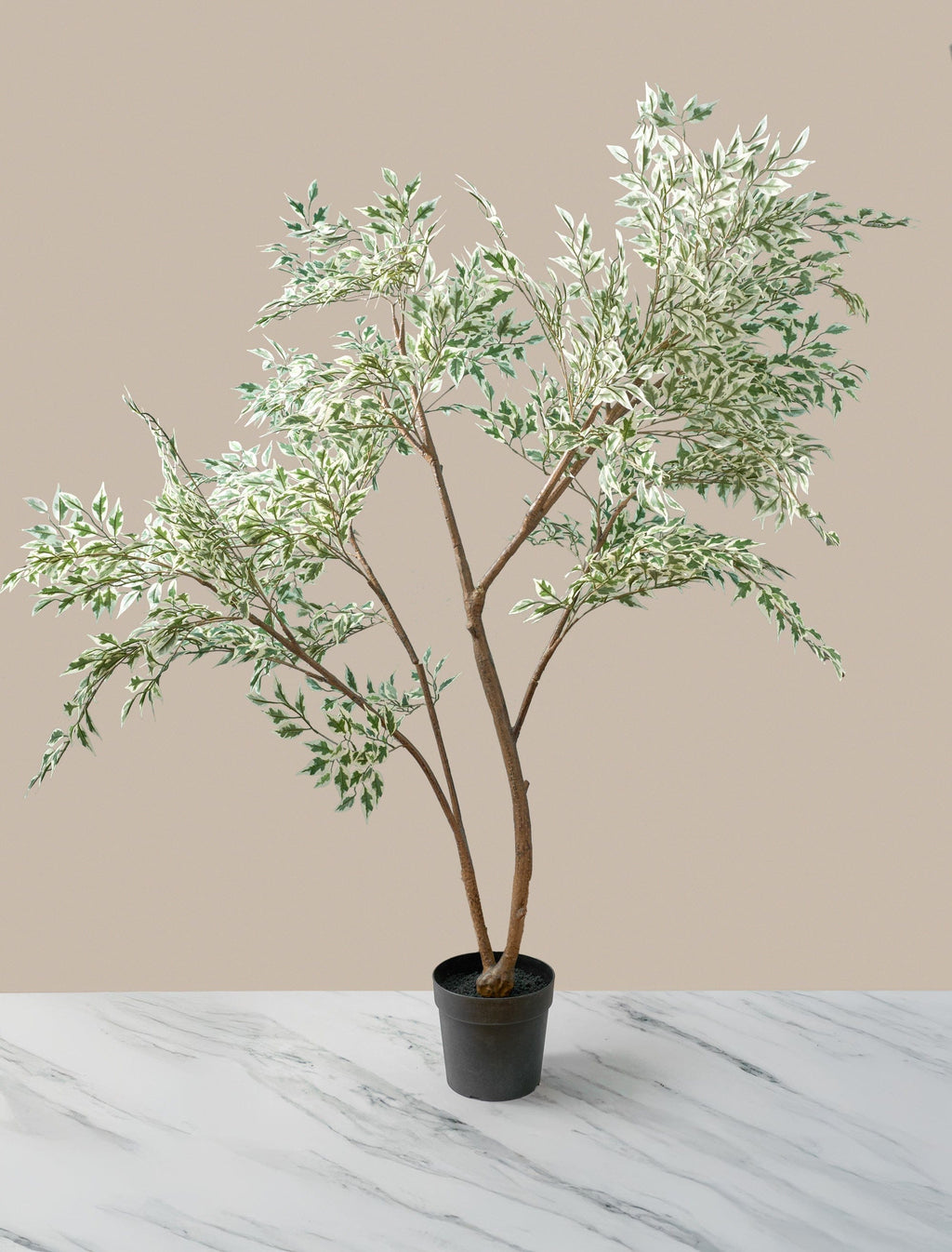 Ficus Anastasia Tree