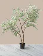 Ficus Anastasia Tree