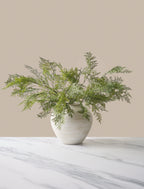 Winter Fern