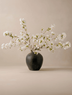 White Cherry Blossom