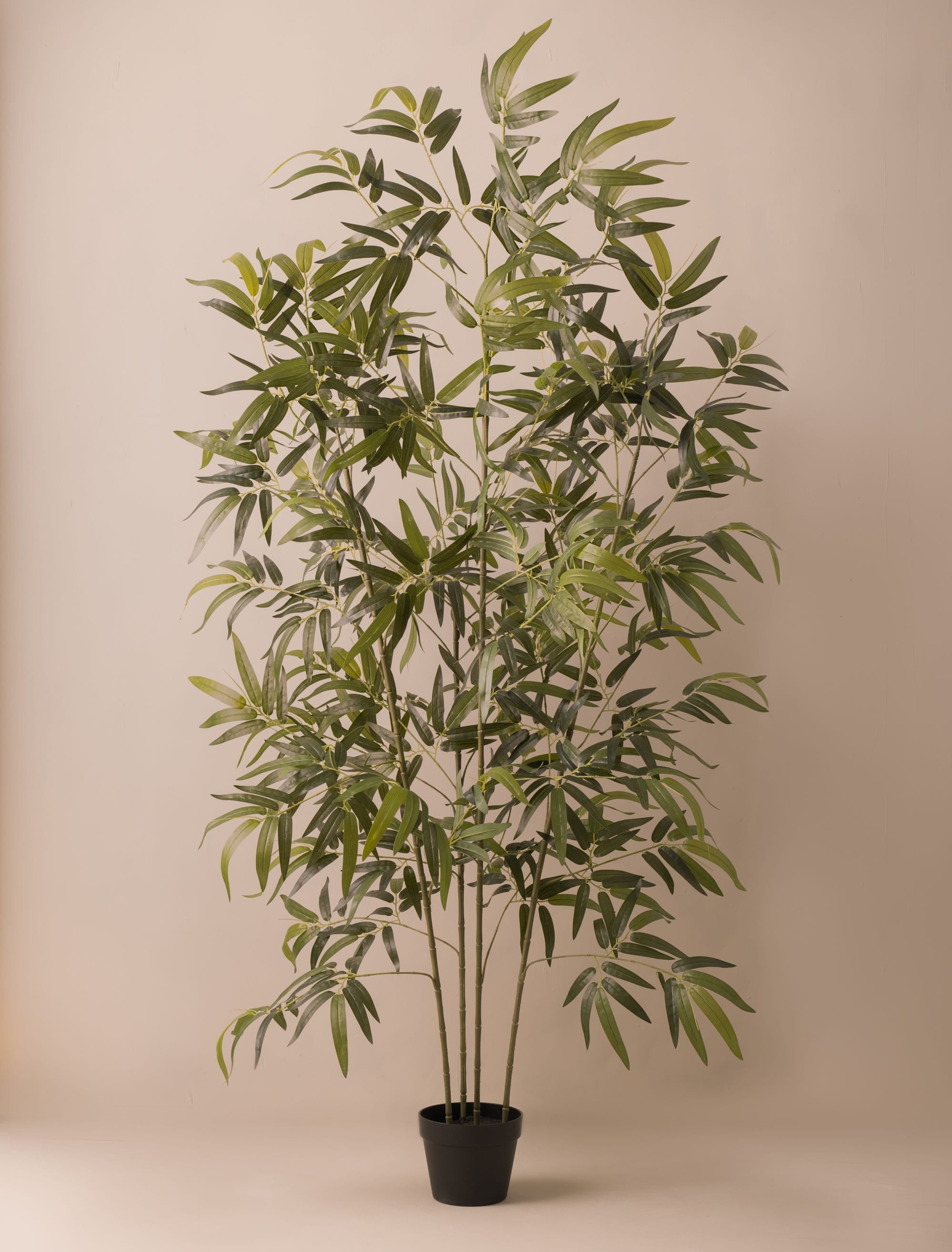 Bamboo Tree