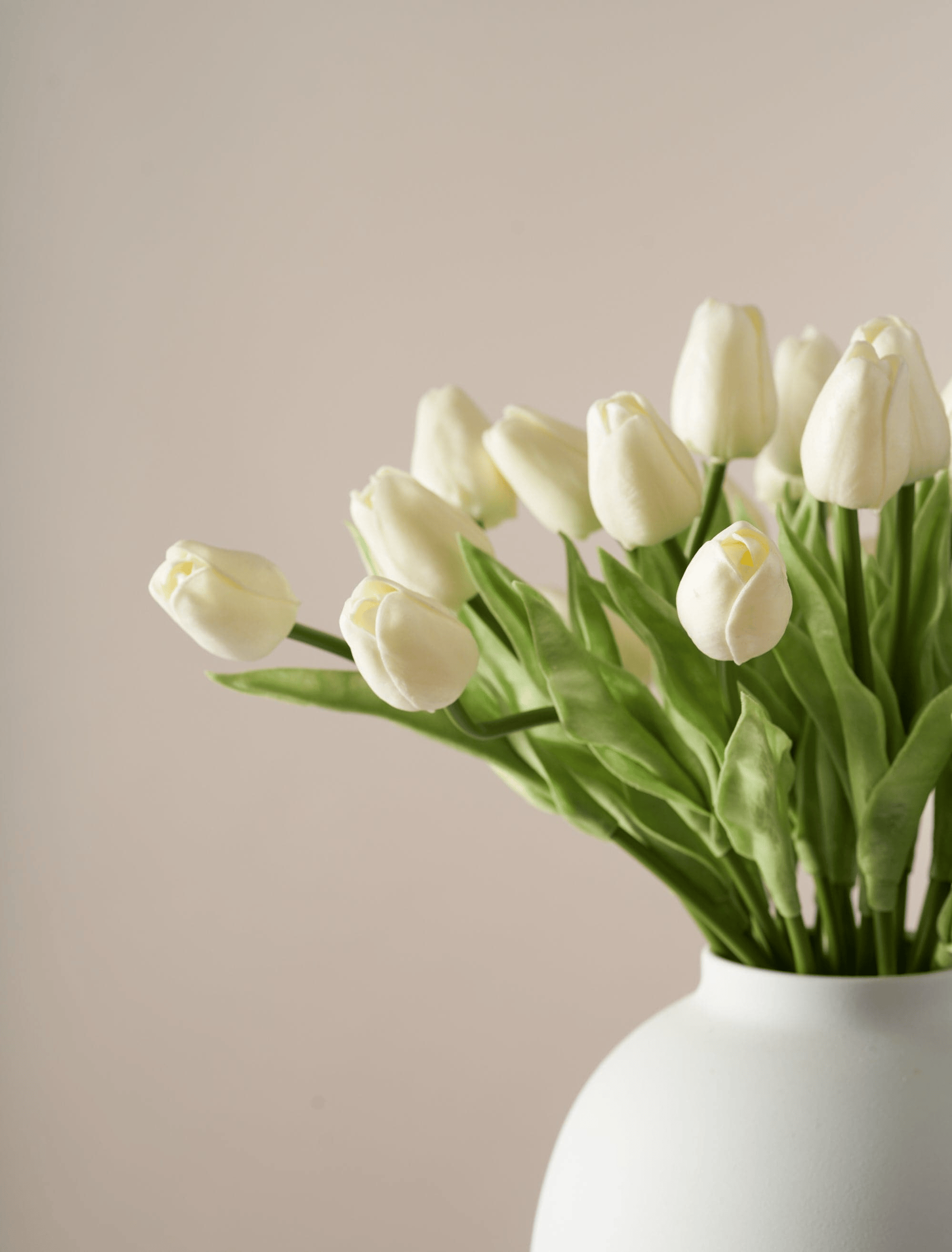 Ivory Tulip