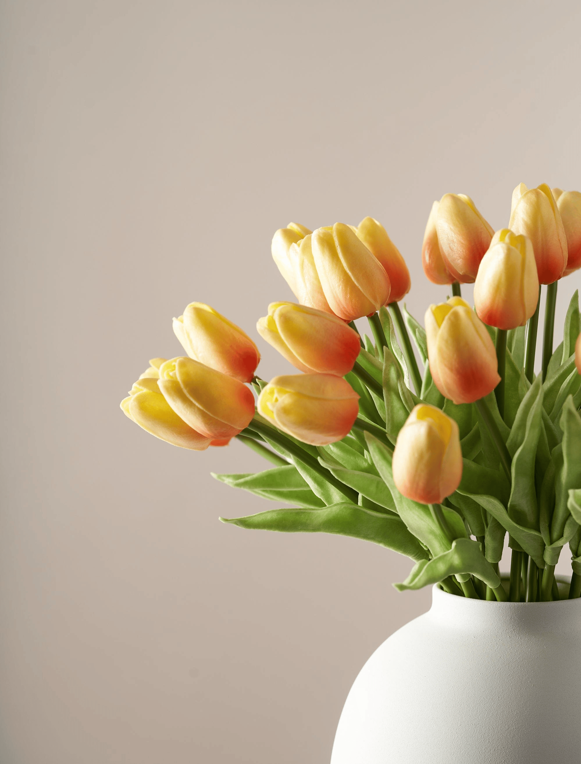 Sunrise Tulip