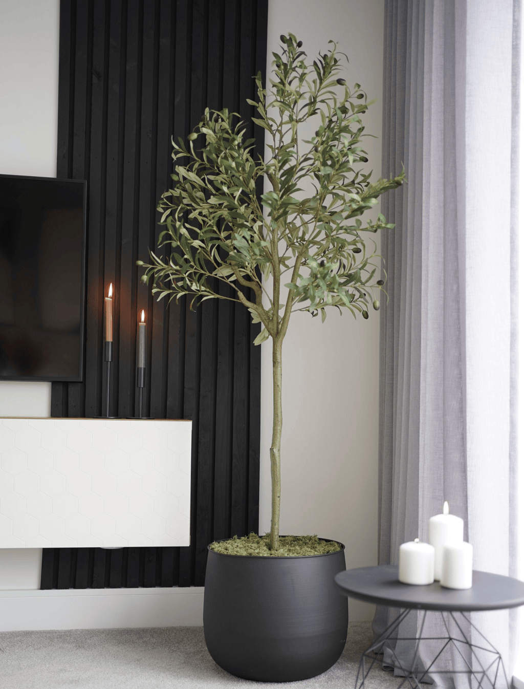 Olive Tree