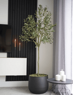 Olive Tree