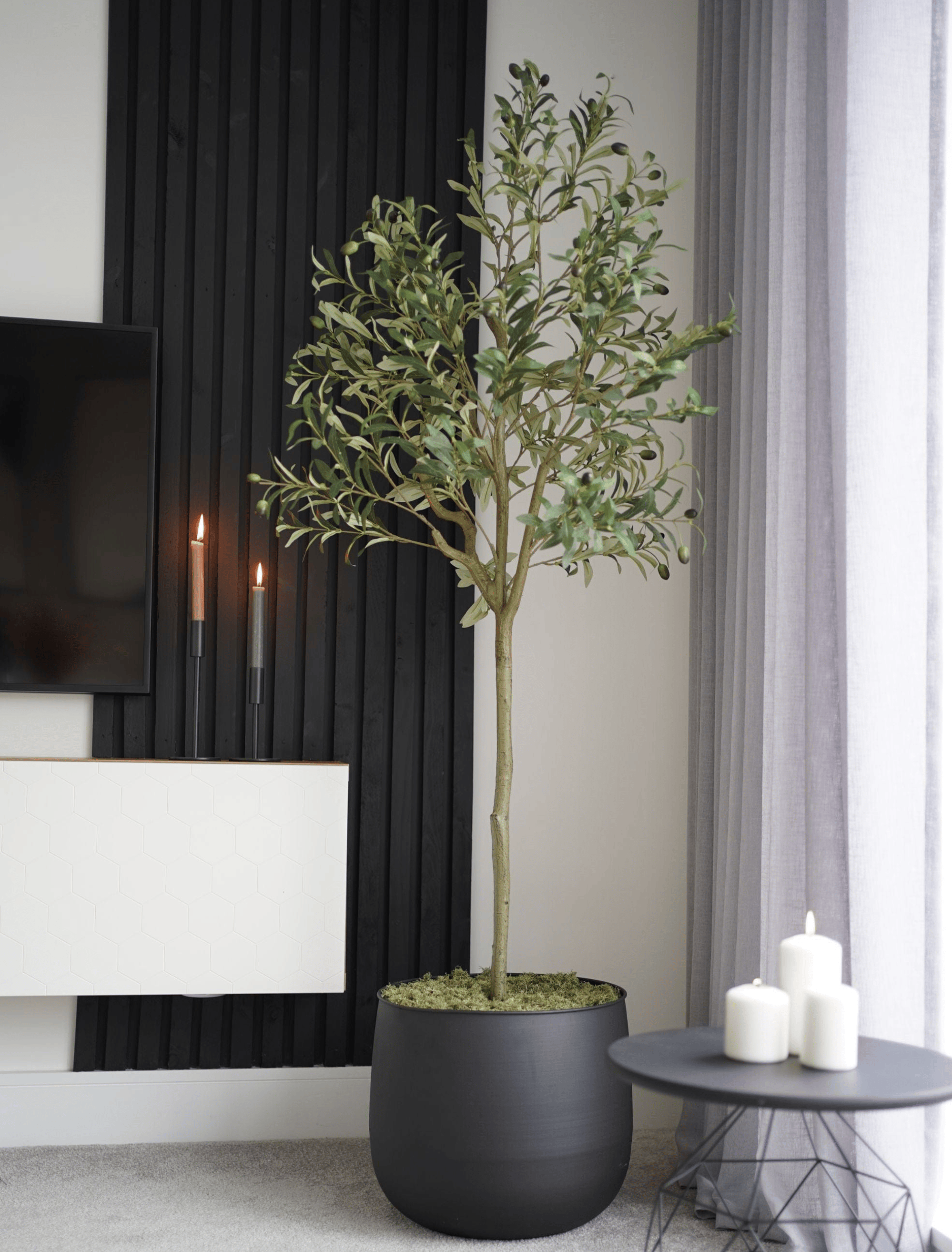 Olive Tree