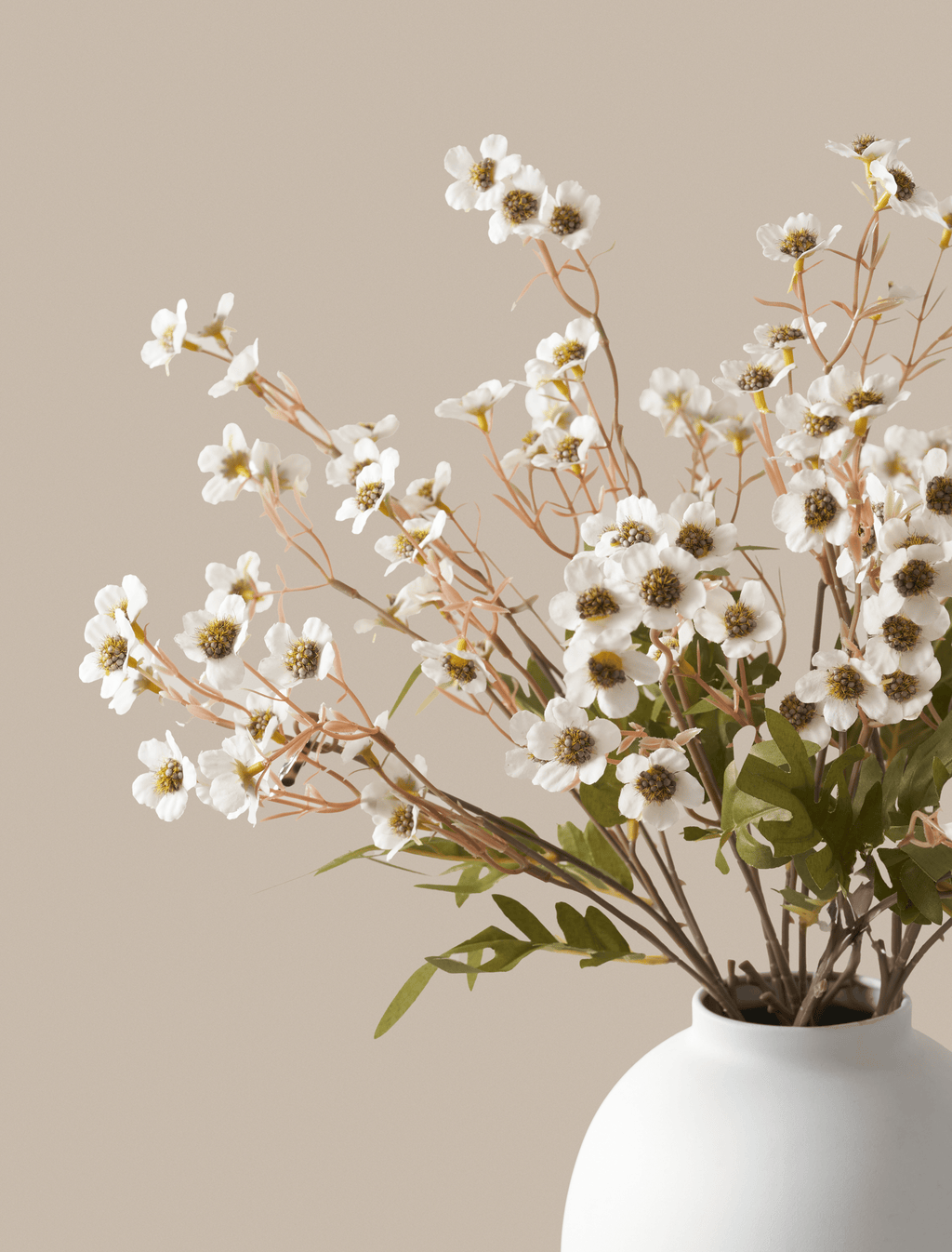 White Wax Flower