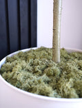 Preserved Moss