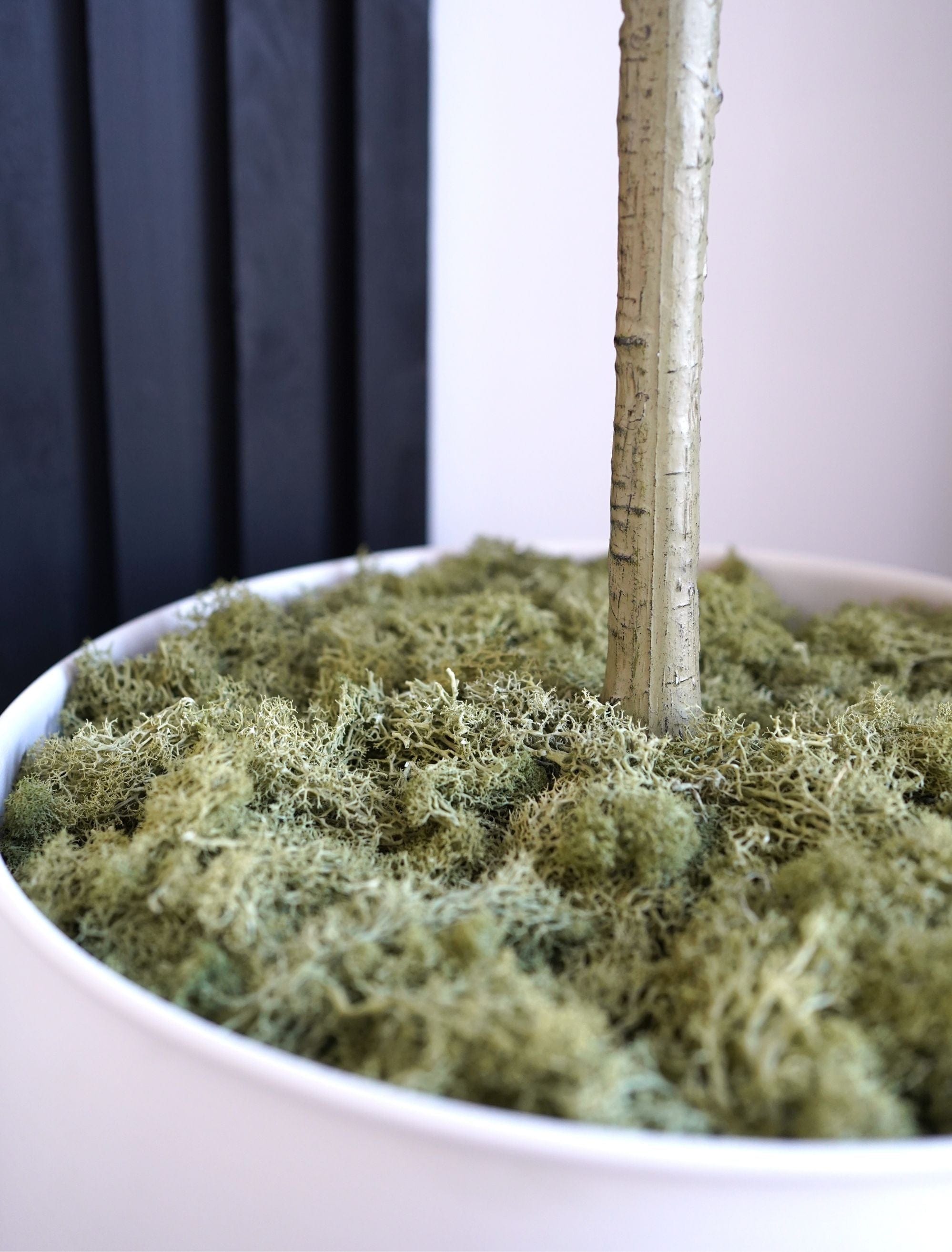 Preserved Moss