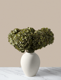 Green Hydrangea