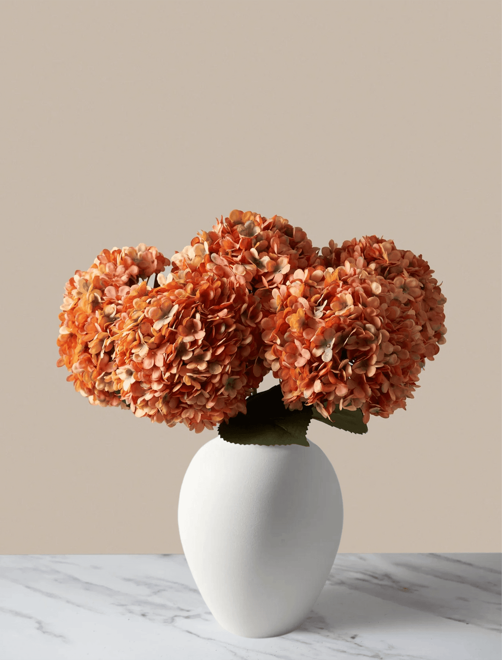 Sunrise Hydrangea