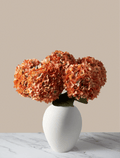 Sunrise Hydrangea