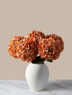 Sunrise Hydrangea